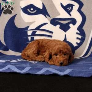 Emmet, Mini Goldendoodle Puppy